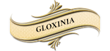 GLOXINIA